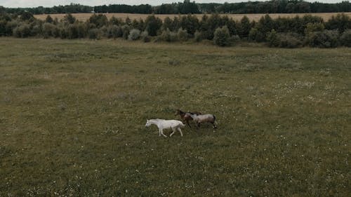 Drone View of Horses in the Grass Fields