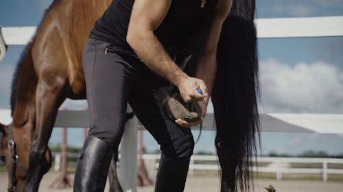 Man Cleaning Horse Hooves