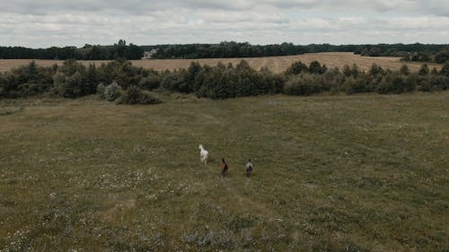 Aerial View of Horses Running in Farm