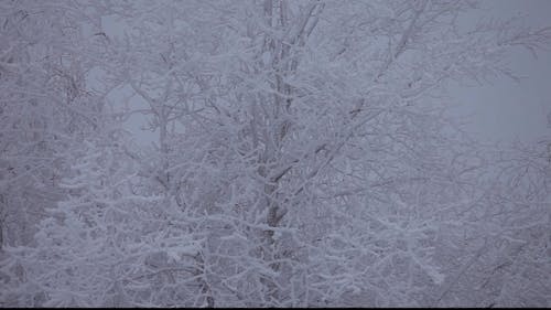 Snow Covered Trees