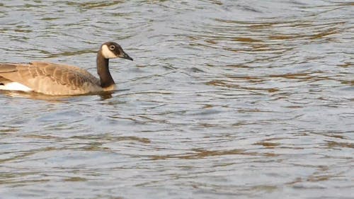 Bird Swimming in the Lake