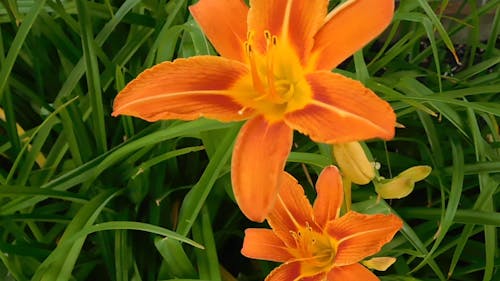 Close up Shot of Bright Orange Flower