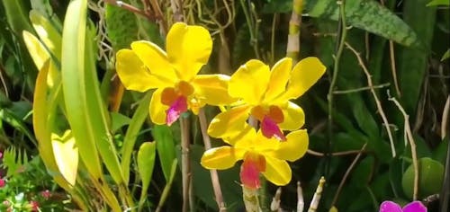 Close Up Video of Yellow Orchid Flower