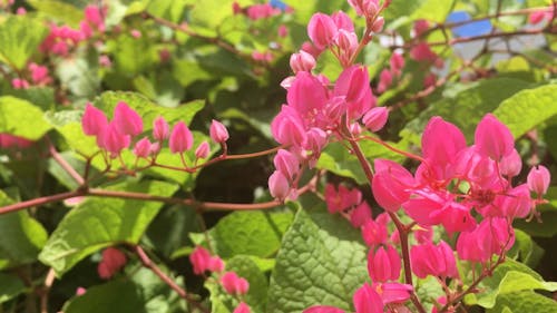 Beautiful Pink Bougainvillea