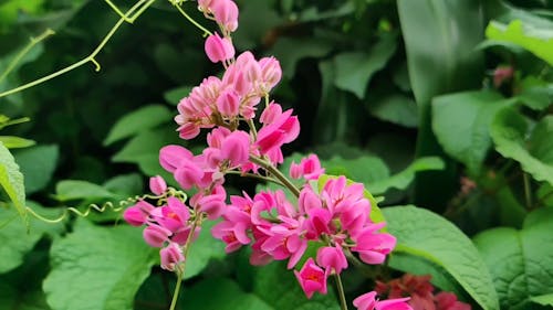 Beautiful Pink Tigon Flower
