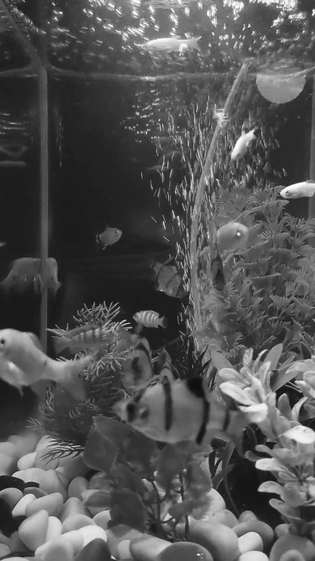Fish Inside Aquarium · Free Stock Video