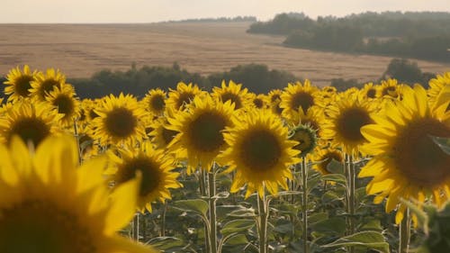 Breathtaking View of Sunflower Fields 