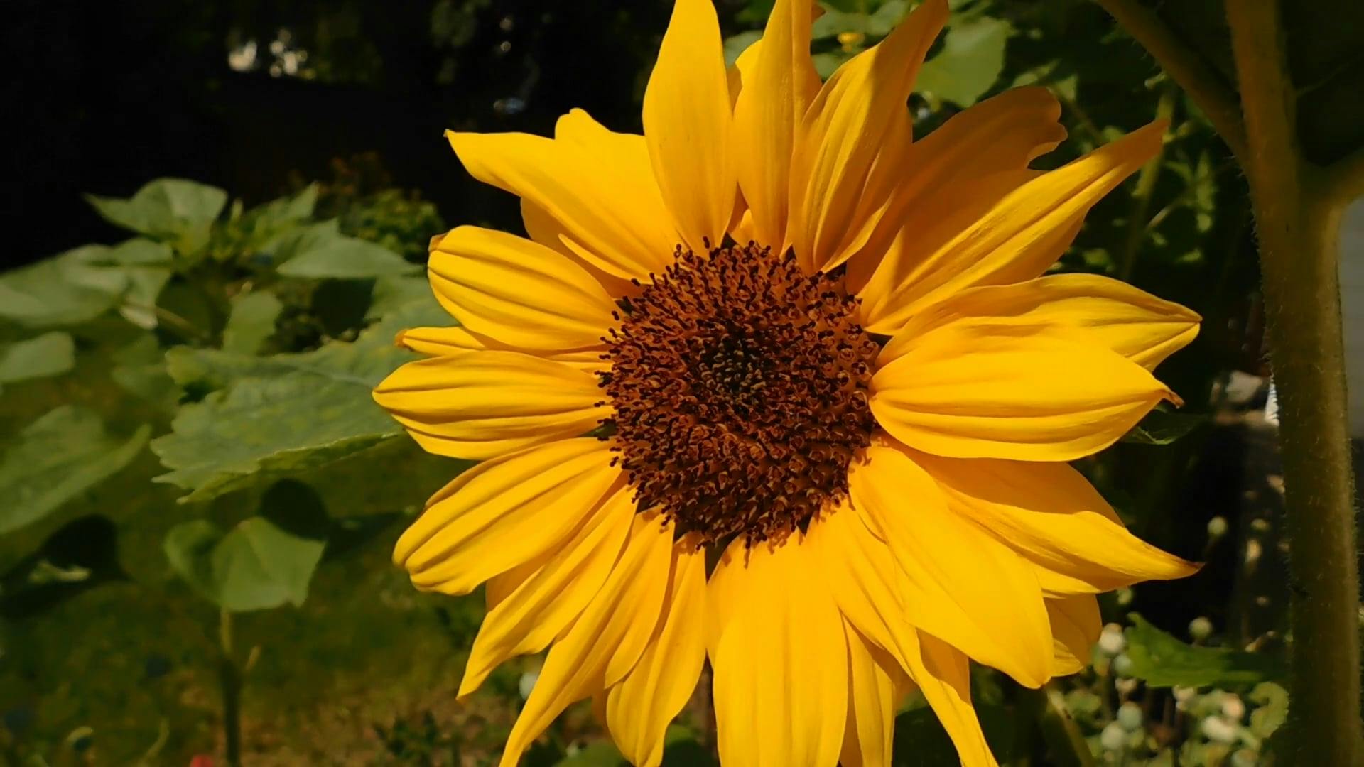 Ants Crawling on a Sunflower Free Stock Video Footage, RoyaltyFree 4K