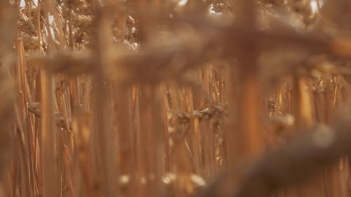 Close Up Footage of a Wheat Field