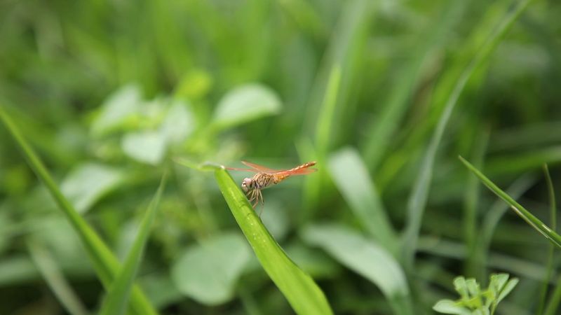 Macro Shot of a Dragonfly Free Stock Video Footage, Royalty-Free 4K ...