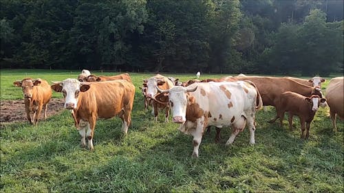 Cows Grazing on Grass Field