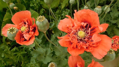 Macro Video of Blooming Flower