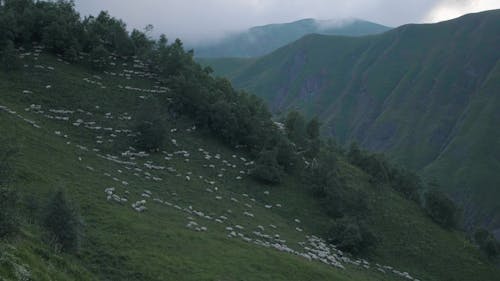 Herd of Sheep Coming Down a Green Mountain