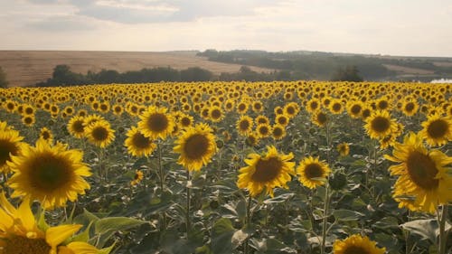 Beautiful View of The Golden Sunflower Fields
