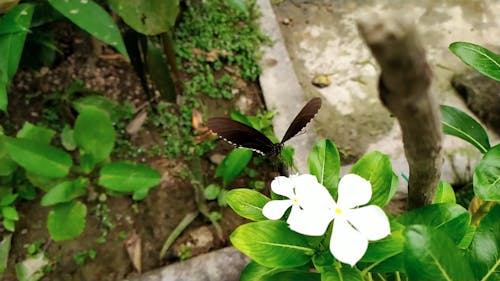 Close-Up View of a Butterfly on White Flower