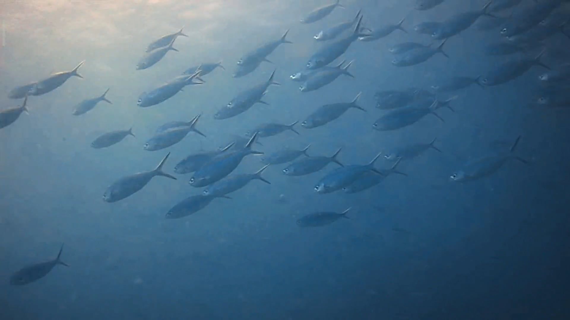 Fish Mp4 Fishes Underwater Free Stock Video Footage, Royalty-Free 4K & HD Video Clip