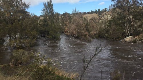 Natural River Flowing in between Trees