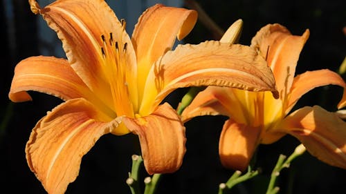 Macro Video of a Beautiful Orange Day Lily