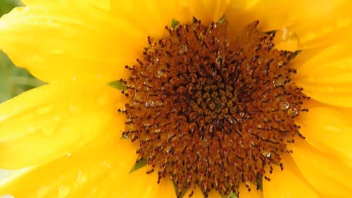 Macro View of a Vibrant Sunflower
