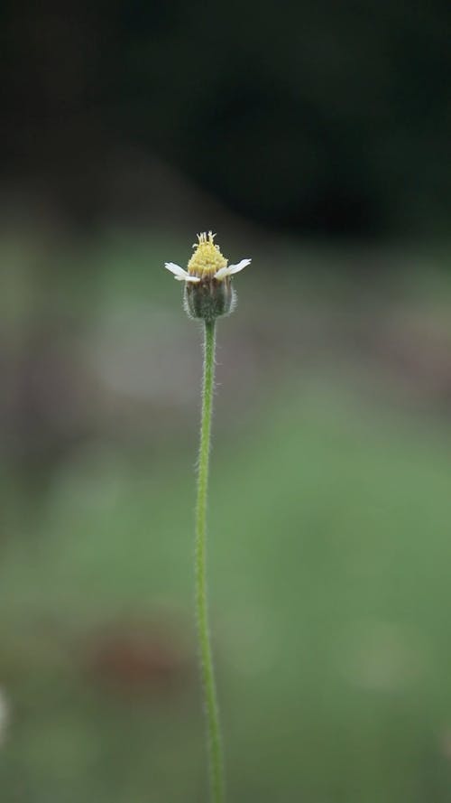 A Flower Bud Blooming