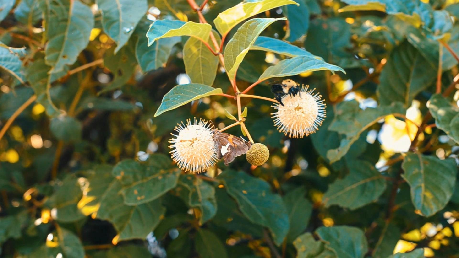 Buttonbush (Cephalanthus occidentalis)