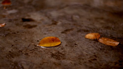 Macro Detailed Video of Raindrops on Leaves