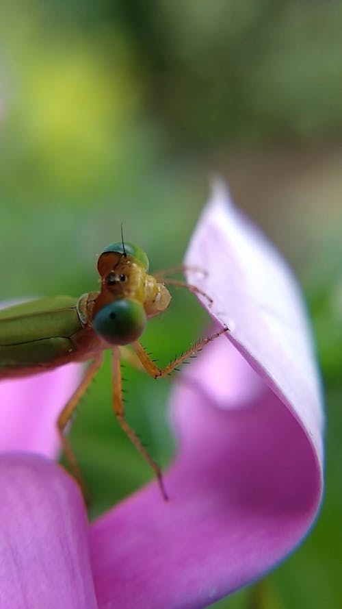Macro Shot of an Insect on Pink Petals