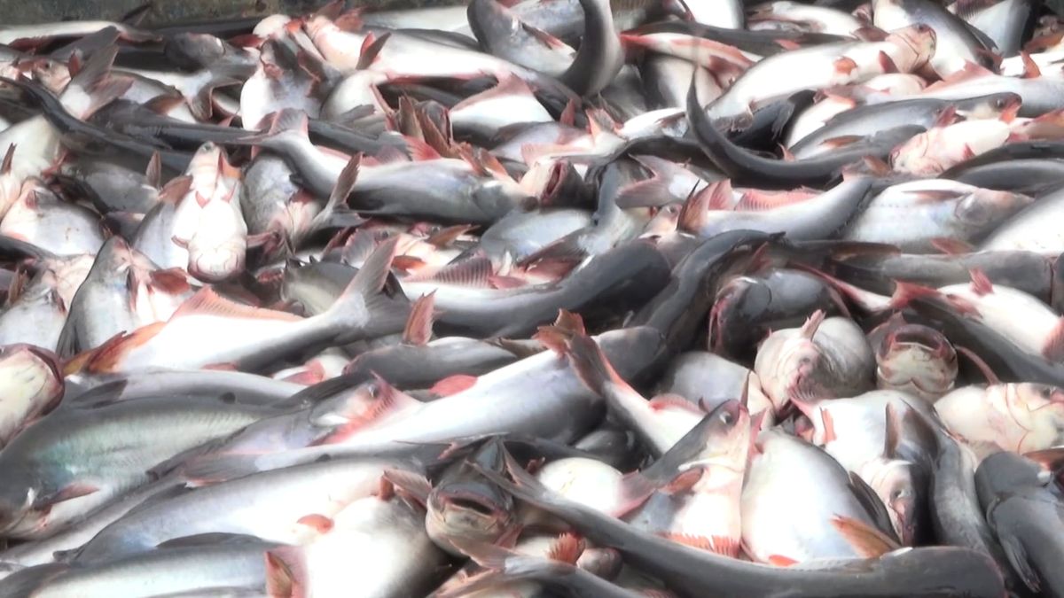 Whel Fish Videos, Download The BEST Free 4k Stock Video Footage & Whel ...