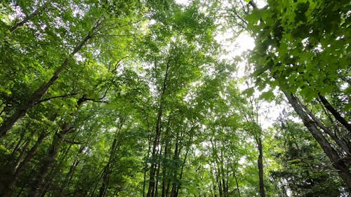 Tall Trees in the Forest