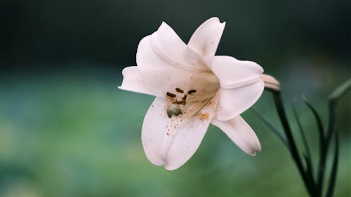 Macro Shot of a White Flower