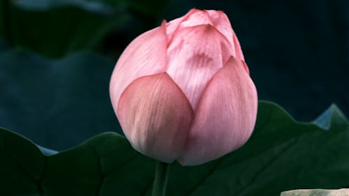 Vibrant Flower Bud