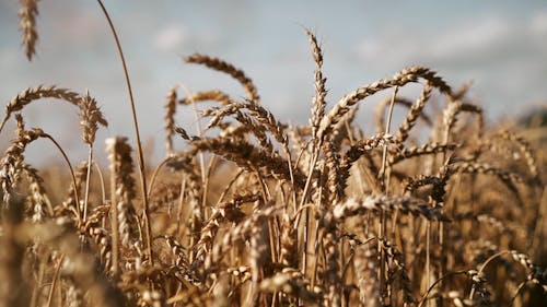 A Dried Up Rye Field