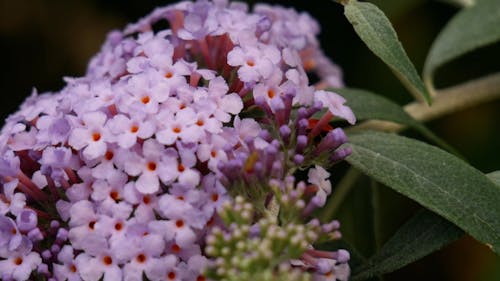 Close Up Video of Purple Bunch of Flowers