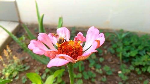 Slow Motion Video of a Bee on Pink Flower