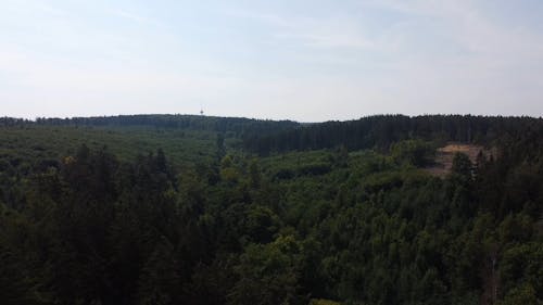 Drone Captured Video of a Dense Green Forest