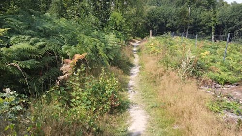 Beautiful Natural Walkway through the Woods