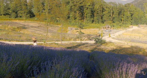 Wide Angle Shot of a Girl in Lavender Fields