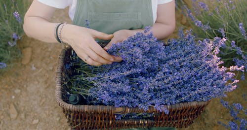 Basket Full of Lavender