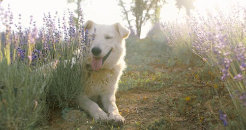 A Cute Dog in a Lavender Field