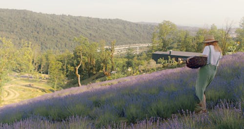 A Woman in a Lavender Field