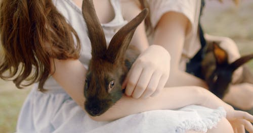 Close-Up View of a Girls Holding a Rabbits