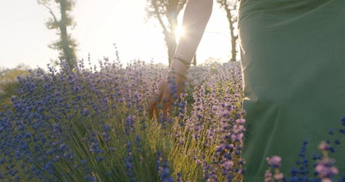 Woman Picking Lavender Flowers