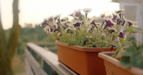 Close-Up View of Potted Plants