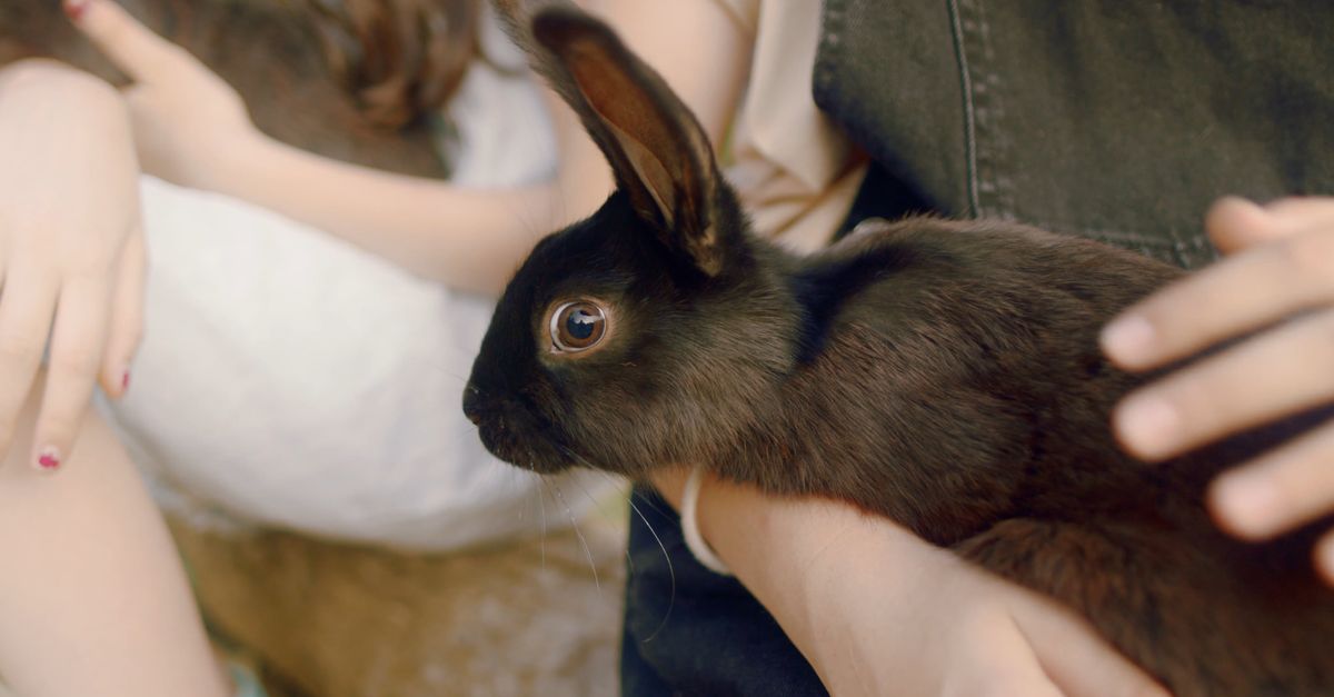 Person Petting a Rabbit Free Stock Video Footage, Royalty-Free 4K & HD ...
