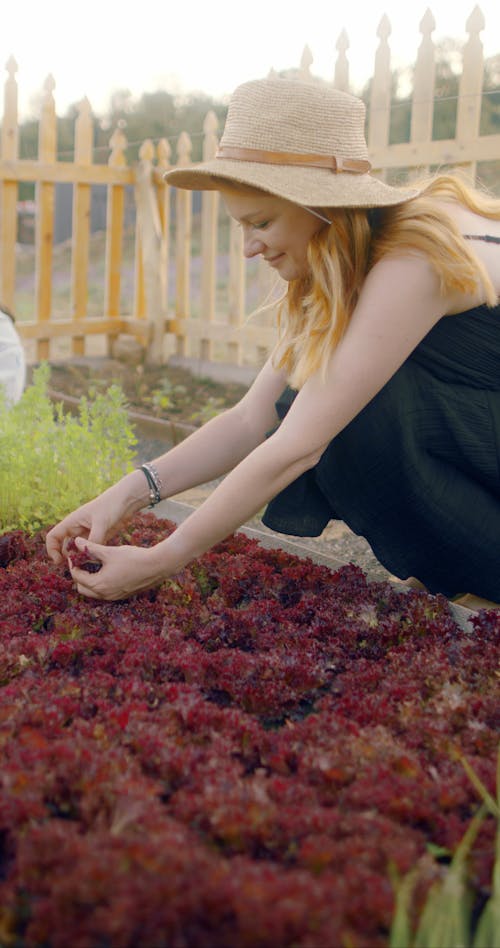 A Woman Harvesting Red Lettuce