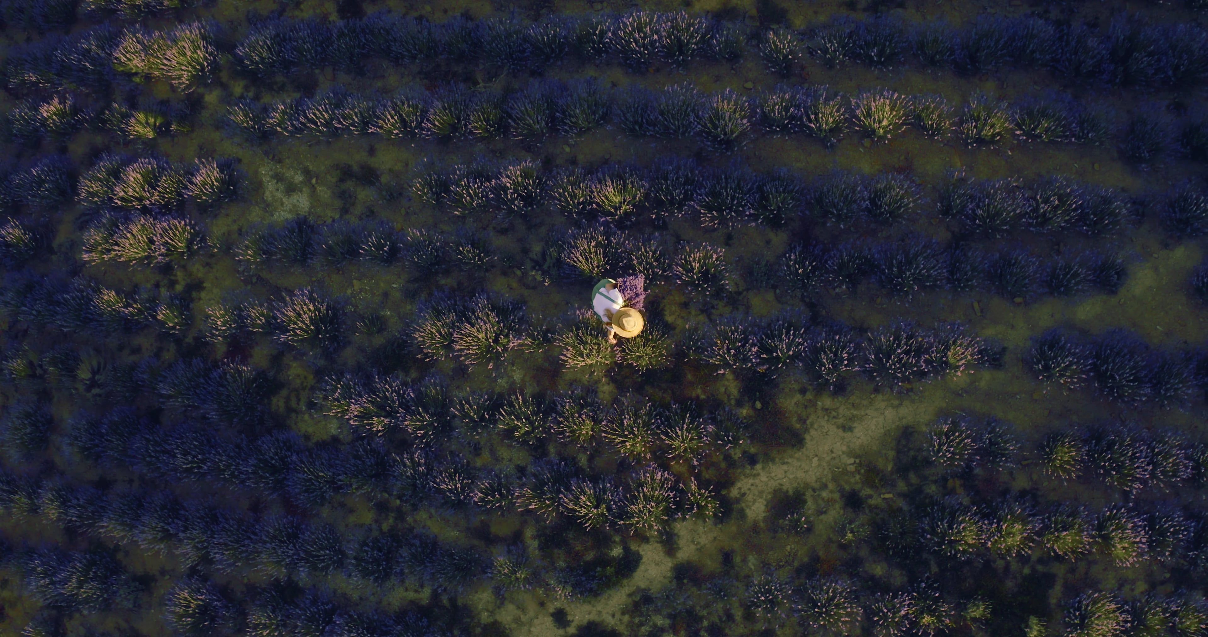 Drone Footage of a Person Picking Lavender Flowers in a Field Free ...