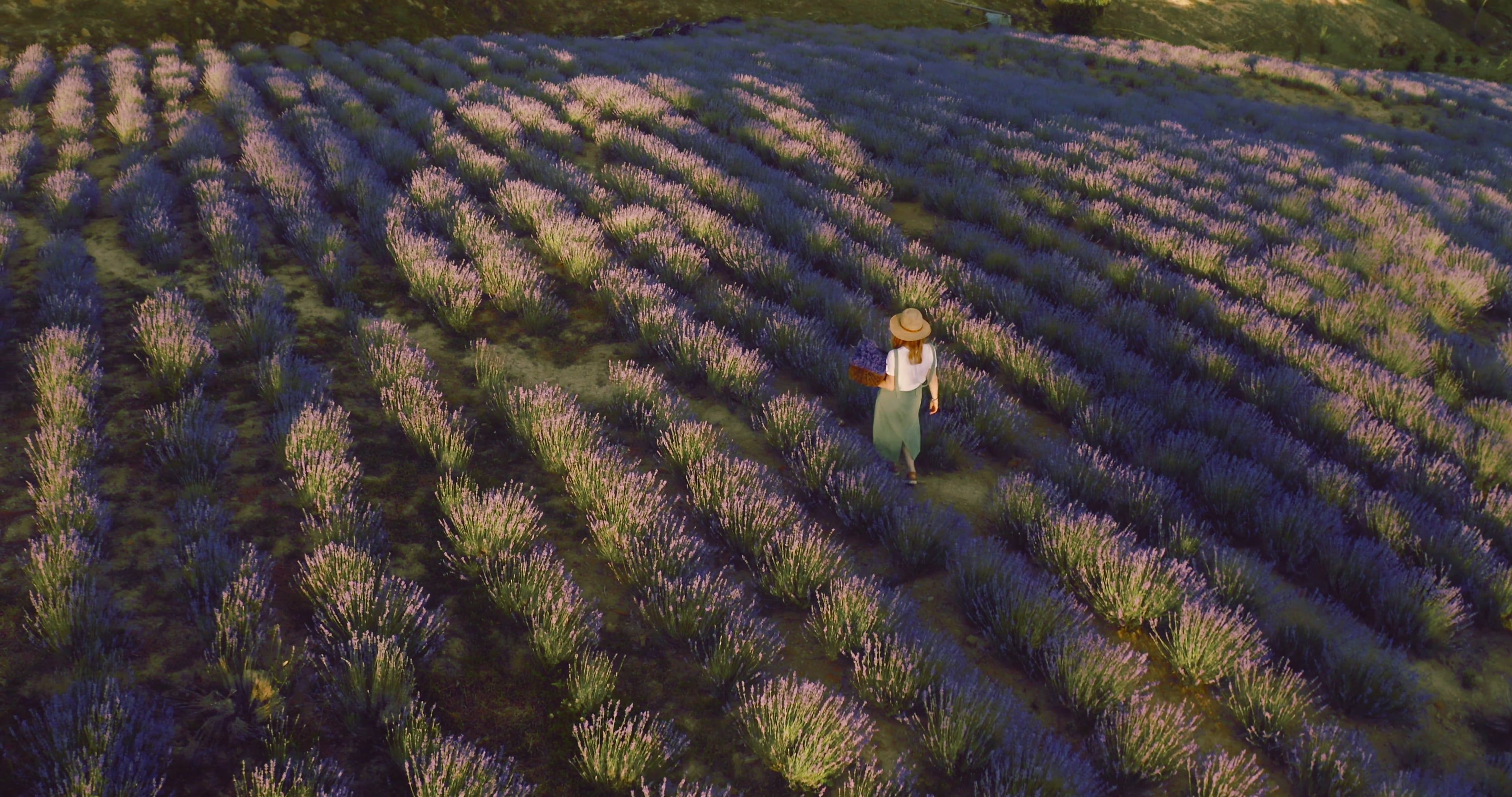 Drone Footage of a Person Picking Lavender Flowers in a Field Free ...