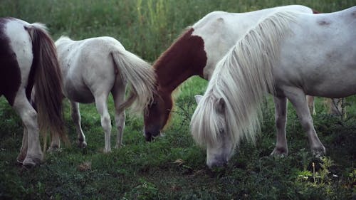 Horses Eating Pasture Grass