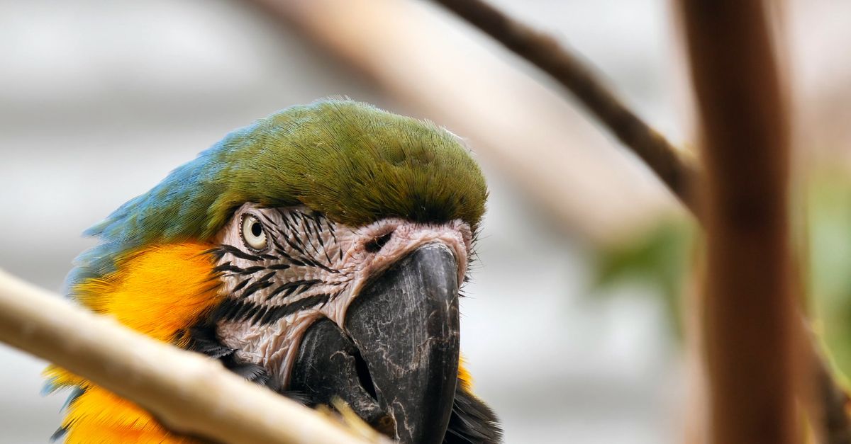 Close Up Shot of a Parrot Free Stock Video Footage, Royalty-Free 4K ...
