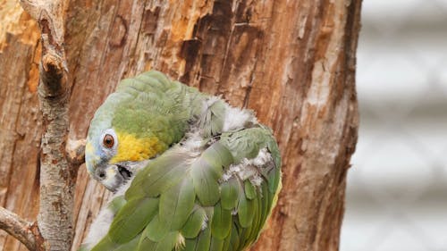 Close Up Shot of a Parrot on Tree Branch